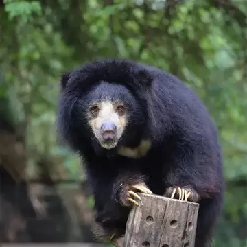 Portrait of a sloth bear perched at the Agra Bear Rescue Facility in Agra, India.