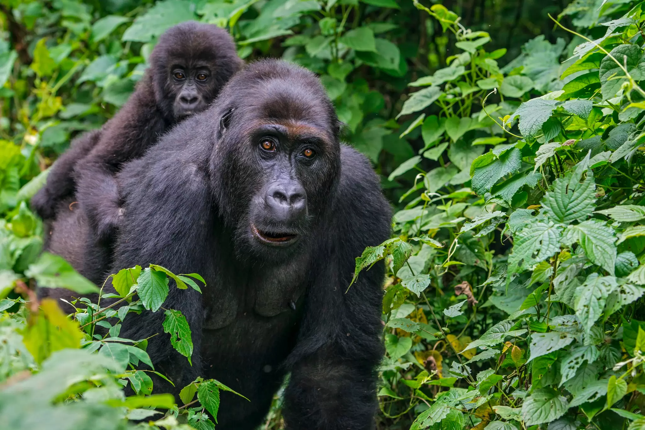 A gorilla in the forests of Uganda
