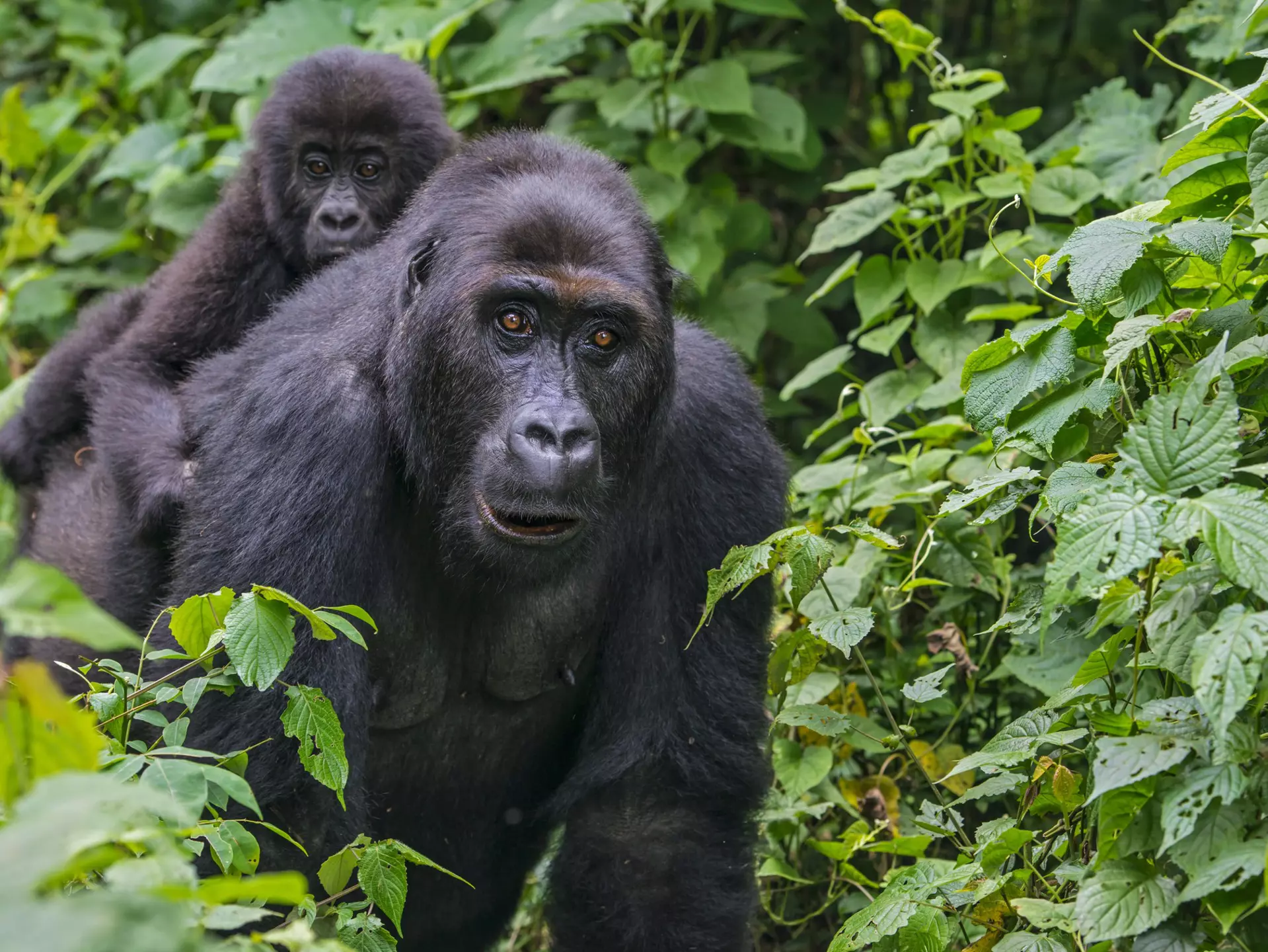 Young Eastern Lowland Gorilla (gorilla beringei graueri) is riding on the back of the mother in the green jungle. Location: Kahuzi Biega National Park, South Kivu, DR Congo, Africa. Shot in wildlife.
639650692
Rainforest, Endangered Species, Photography, Young Animal, No People, Portrait, Kahuzi Biega National Park, Eastern Lowland Gorilla, Bamboo - Plant, Resting, Relaxation, Freedom, Black Color, Wildlife, Nature, Close-up, Mother, Family, Democratic Republic Of The Congo, Africa, Animals In The Wild, Gorilla, Ape, The Natural World, Great Ape, Gorilla Beringei Graueri, Riding, 60161, 268542, Animal, Democratic Republic of the Congo, Animal Family, Horizontal, Animal Wildlife, Tropical Rainforest, Photograph