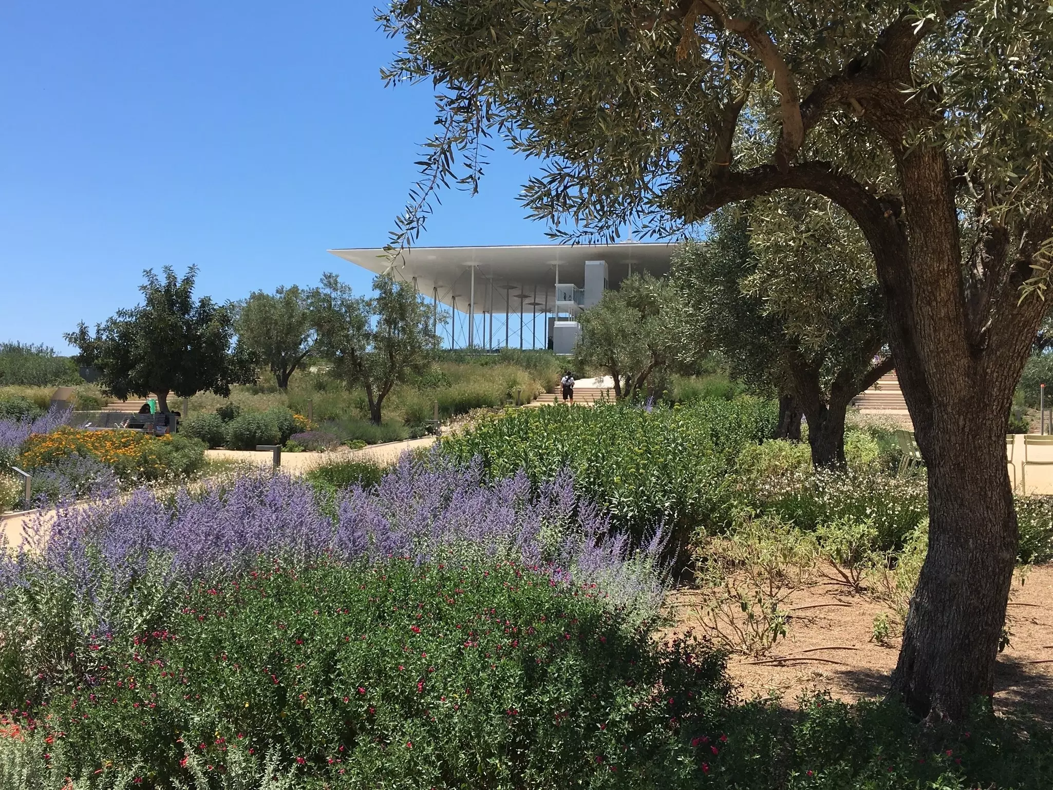 A modern building with a pavilion enclosed in glass is seen from a park. Purple flowers are in bloom in the foreground.