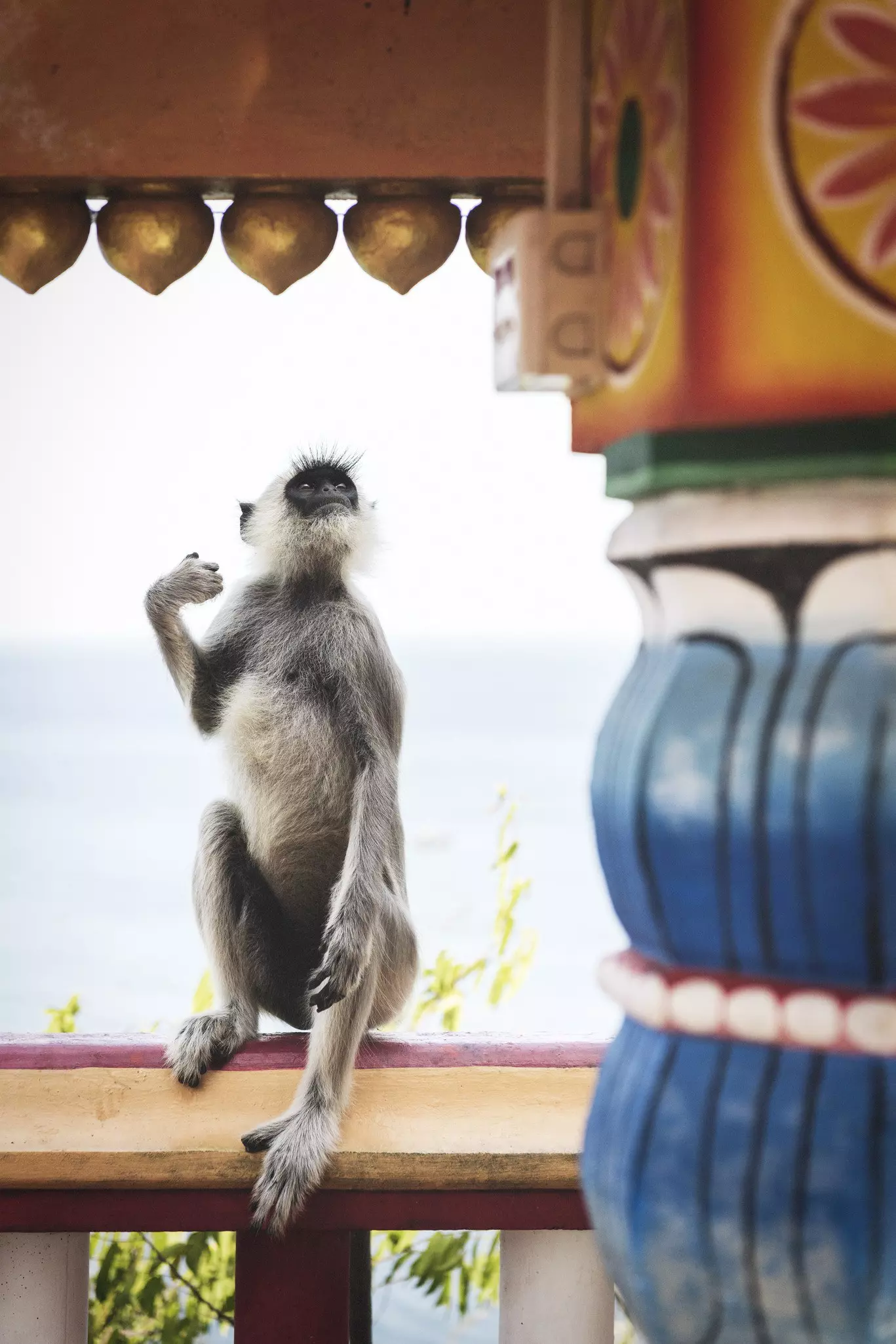 A monkey sitting on a handrail of a building overlooking the sea.