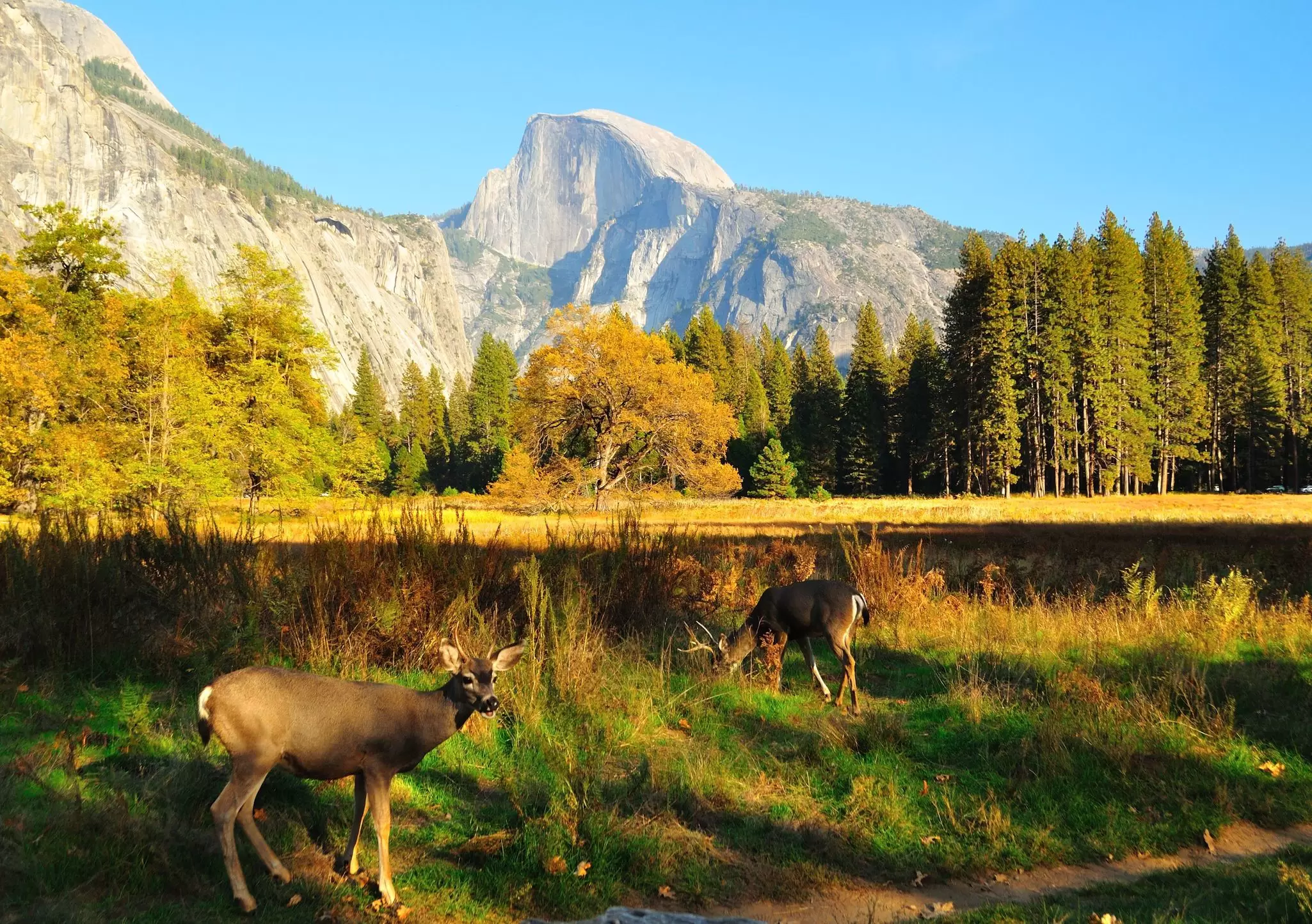 Deer graze in Yosemite Valley with Half Dome in the background.