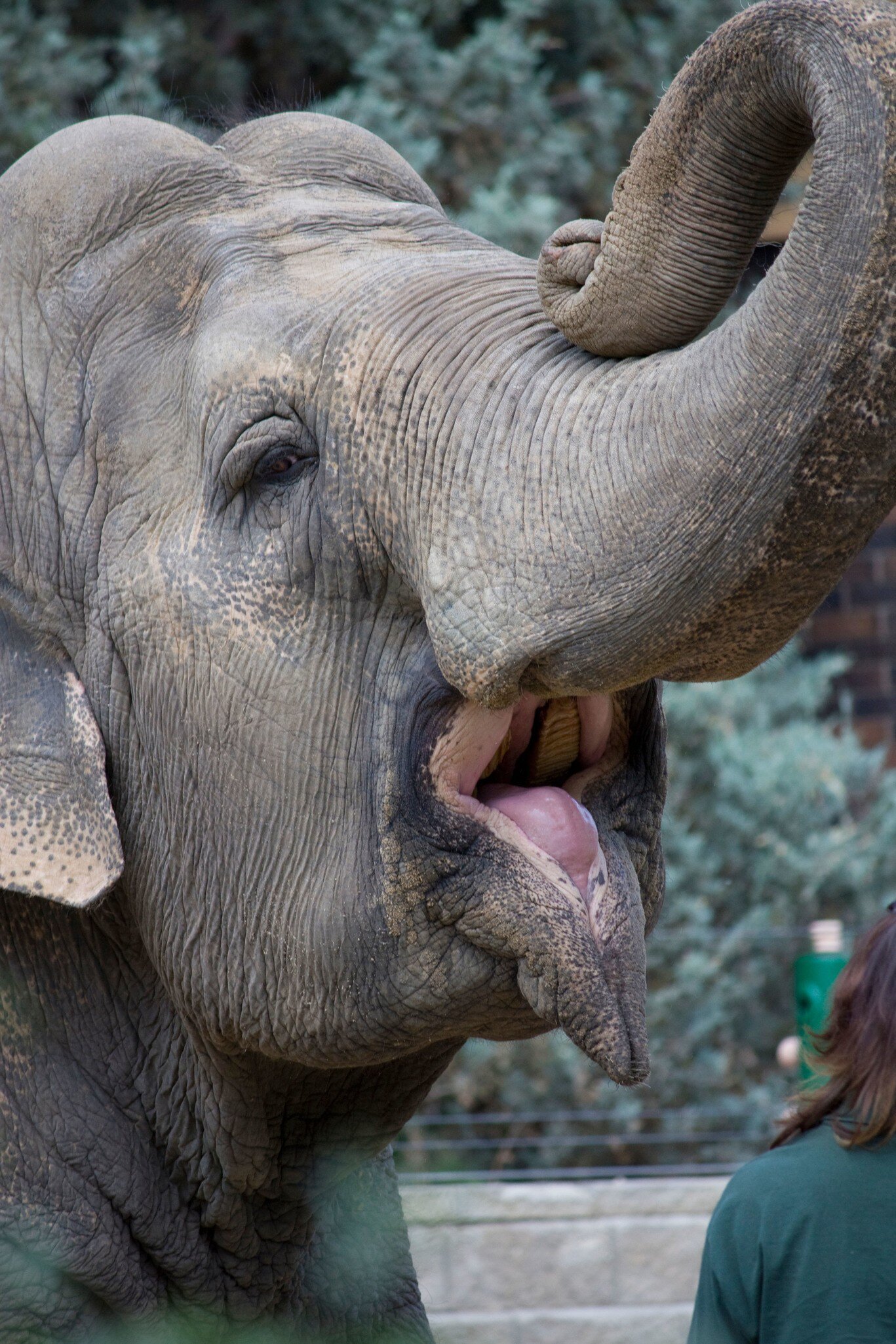 Asian elephant is being fed by a zookeepers at the Edmonton Valley Zoo