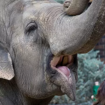 Asian elephant is being fed by a zookeepers at the Edmonton Valley Zoo