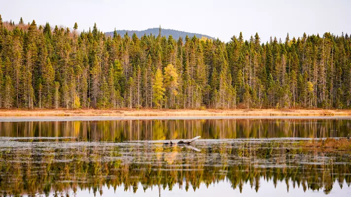 A lake in New Hampshire is surrounded by forest, with some fall color on the trees.