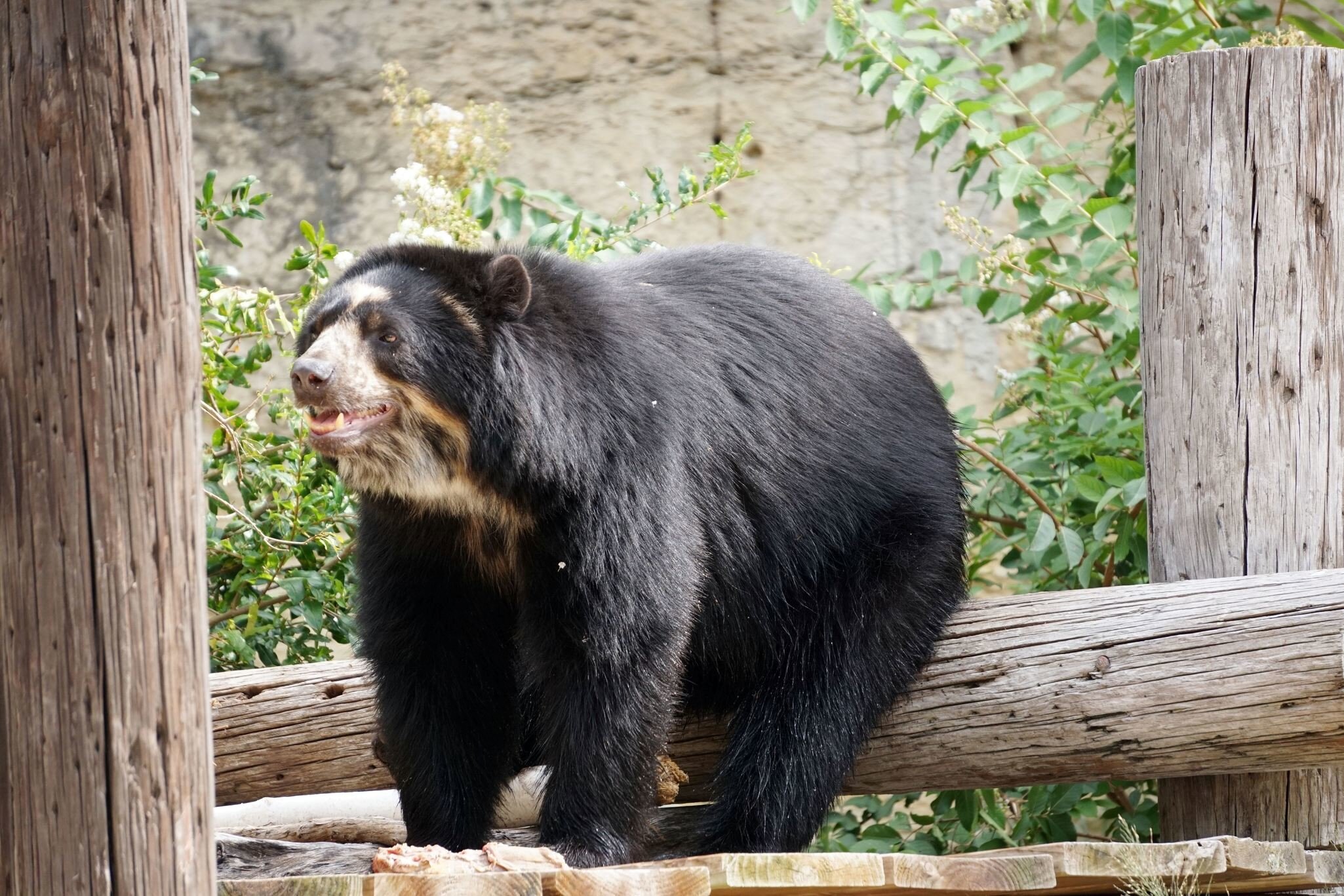 Black Bear at the San Antonio Zoo