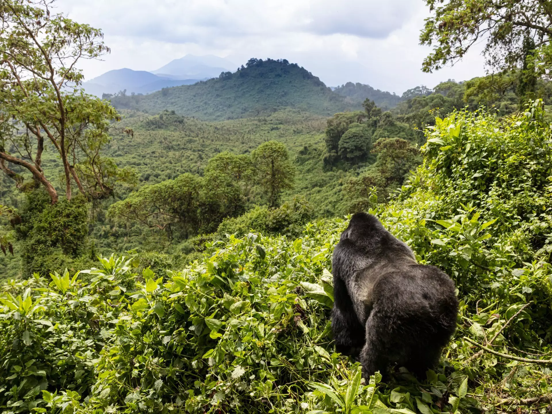 Plan your trip to Rwanda with this guide for first-time visitors. Dennis Stogsdill/Getty Images