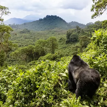 Plan your trip to Rwanda with this guide for first-time visitors. Dennis Stogsdill/Getty Images