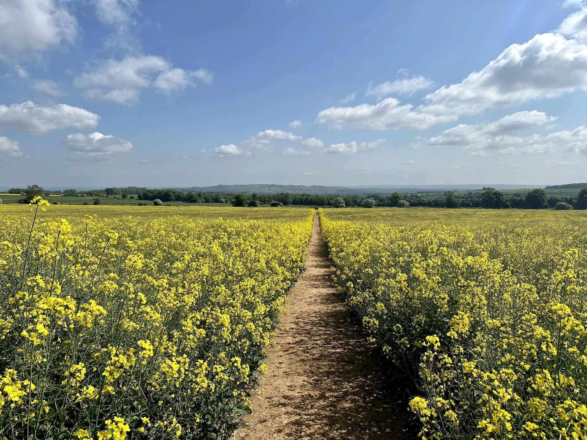 Walking the Cotswold Way in late spring will lead you through flowering fields © Anna Roth