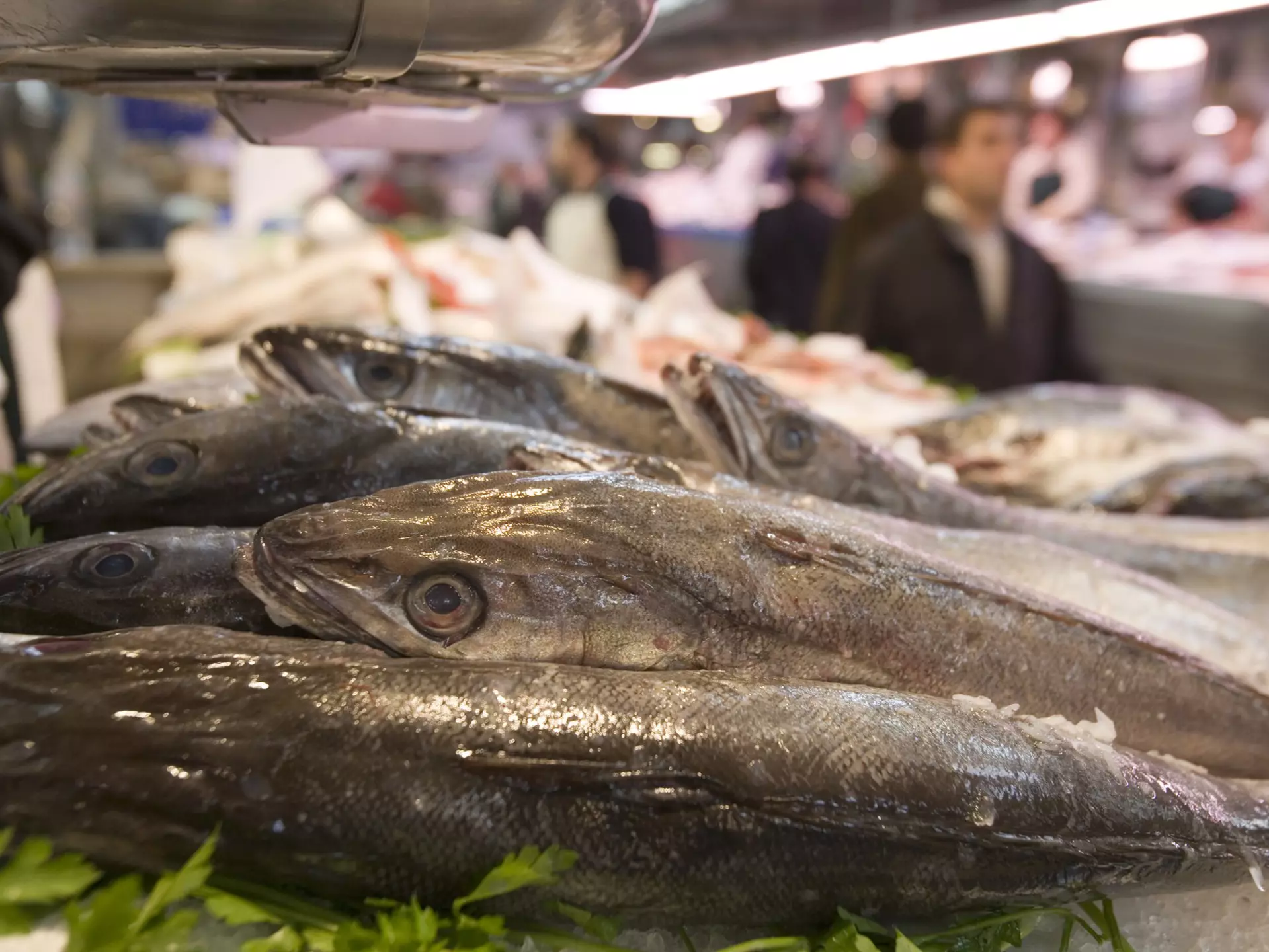 22721-43
Europe, Spain, Valencia, animal, aquatic, background people, caucasian, commerce, cropped, day, differential focus, fish, flora, fresh, indoors, interior, large group of objects, leaf, light, market, metal, plant, plenty, shadow, side view, silver, skin, technique
Fish for sale, Mercado Central market, La Seu and El Mercat.