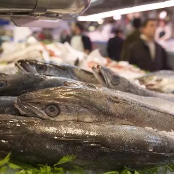 22721-43
Europe, Spain, Valencia, animal, aquatic, background people, caucasian, commerce, cropped, day, differential focus, fish, flora, fresh, indoors, interior, large group of objects, leaf, light, market, metal, plant, plenty, shadow, side view, silver, skin, technique
Fish for sale, Mercado Central market, La Seu and El Mercat.