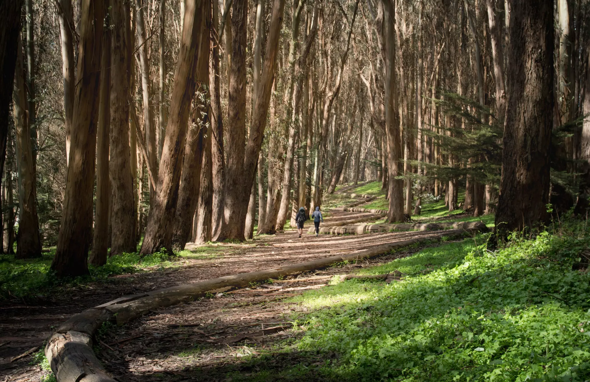 Two people walk by Andy Goldsworthy’s “Woodline” installation in a wooded area of the Presidio, San Francisco, California, USA
