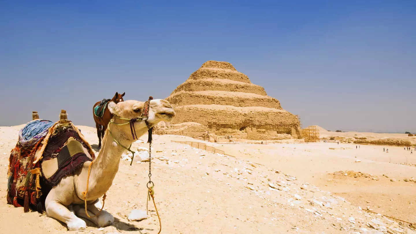 A camel with a saddle is seated on sandy ground with a stepped pyramid in the background.