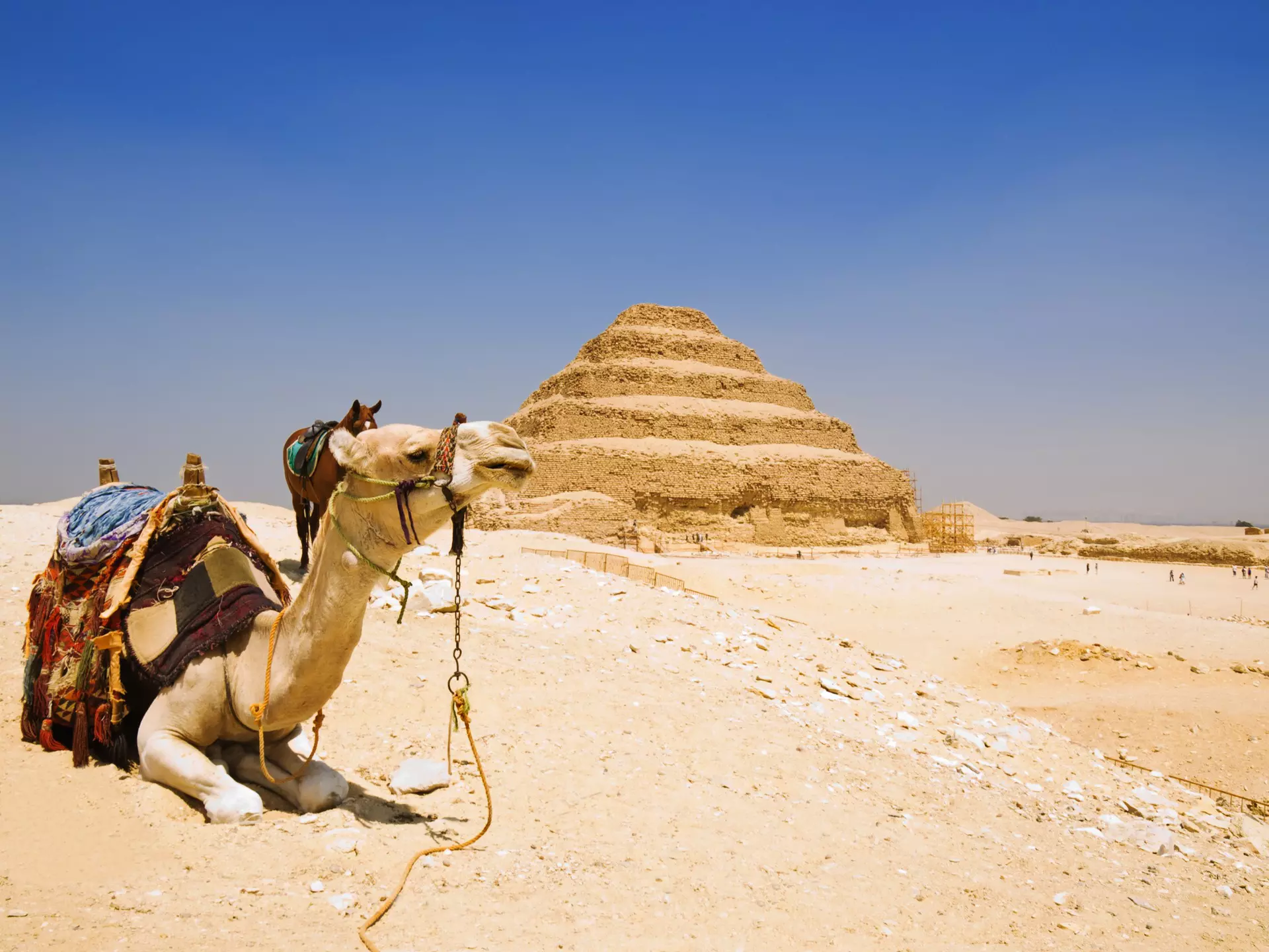 A camel with a saddle is seated on sandy ground with a stepped pyramid in the background.
