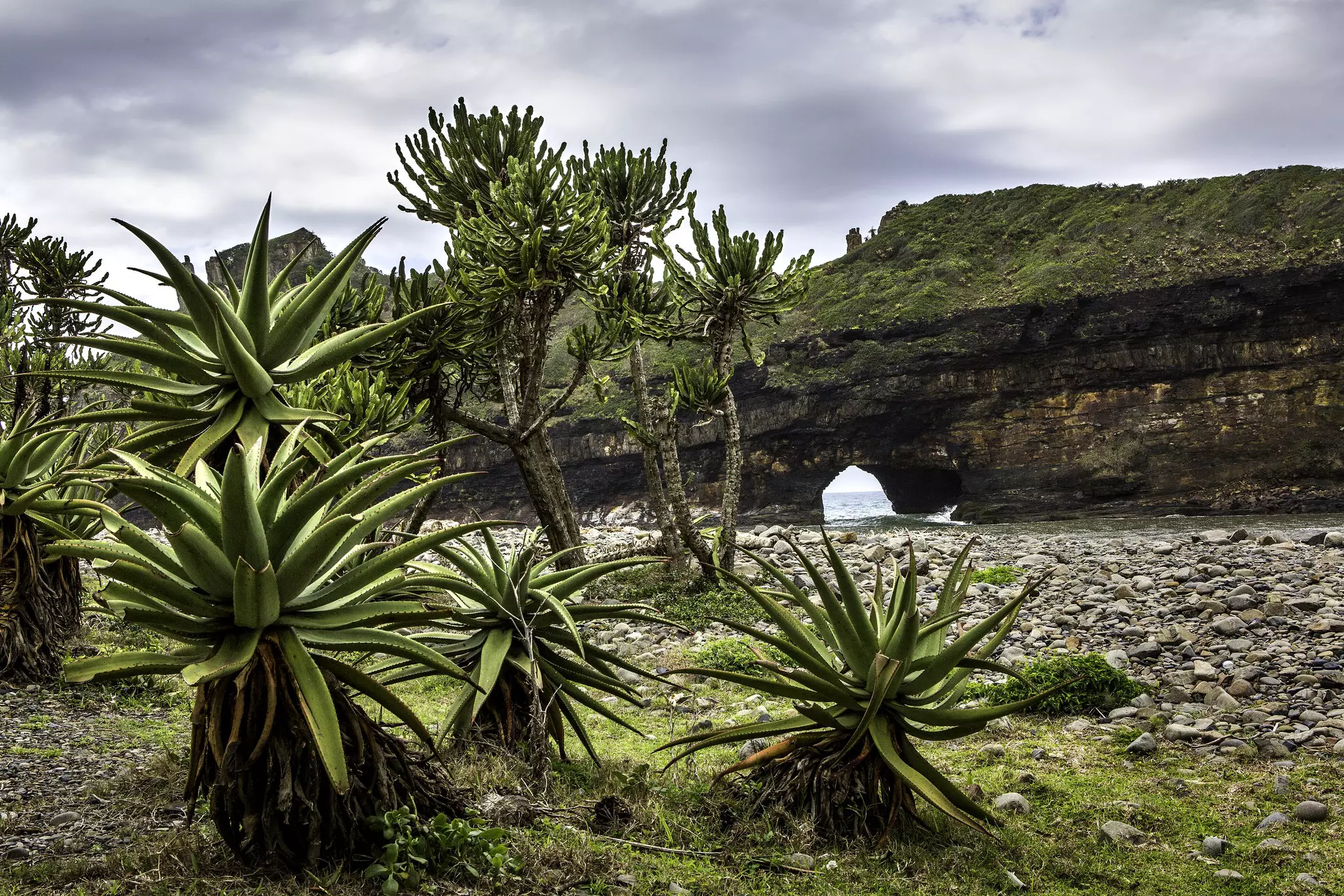 Aloe plants frame the Hole in the wall rock formation near Coffee Bay