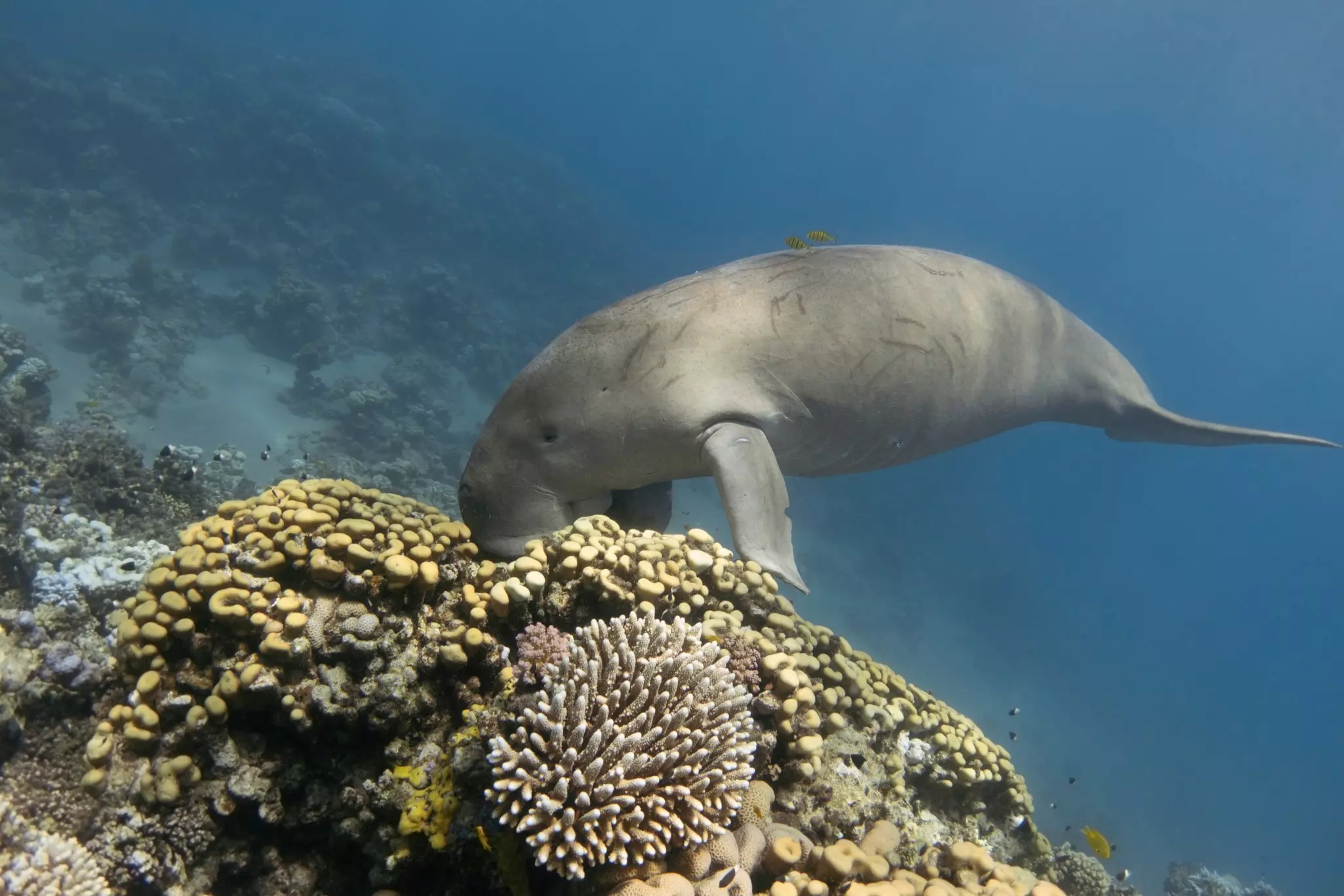 Dugong swimming next to the coral reef in Abu Dabbab Bay