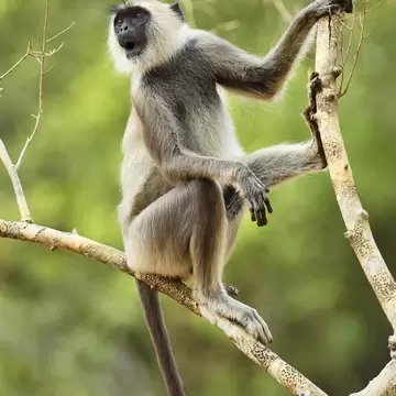 Grey langur monkey with a black face and pale fur sitting on a bare branch, its tail hanging down, against green foliage