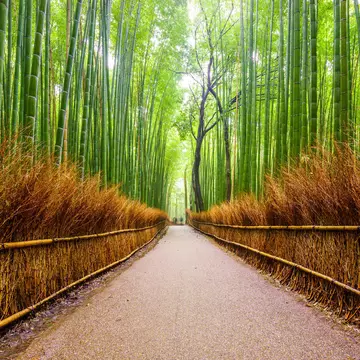 An empty paved path narrows between low fences of dry brown twigs, walled in by tall green bamboo culms.