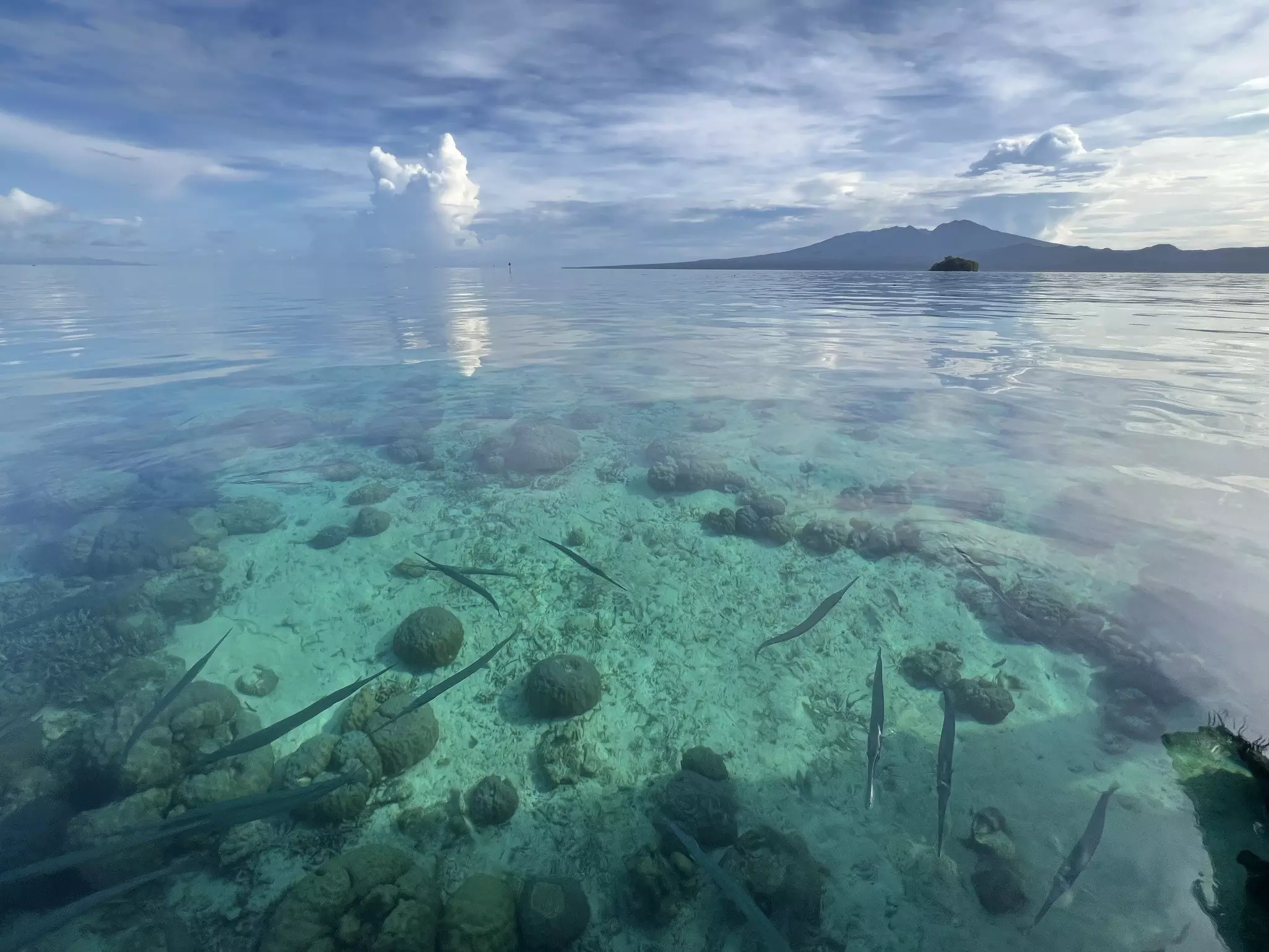 Fish darting around in clear ocean water