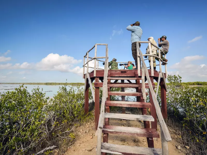 Cubans and tourists from the US and Russia take pictures of birds in Cienaga de Zapata, Bay of Pigs, Matanzas, Cuba, 200 km southeast of Havana, on February 25, 2015, during the "Picture on the Fly" contest. The Bay of Pigs was where a military invasion of the paramilitary group CIA-sponsored Brigade 2506 took place in 1961. AFP PHOTO/ADALBERTO ROQUE        (Photo credit should read ADALBERTO ROQUE/AFP/Getty Images)
Cubans and tourists from the US and Russia take pictures of birds in Cienaga de Zapata, Bay of Pigs, Matanzas, Cuba, 200 km southeast of Havana, on February 25, 2015, during the "Picture on the Fly" contest. The Bay of Pigs was where a military invasion o