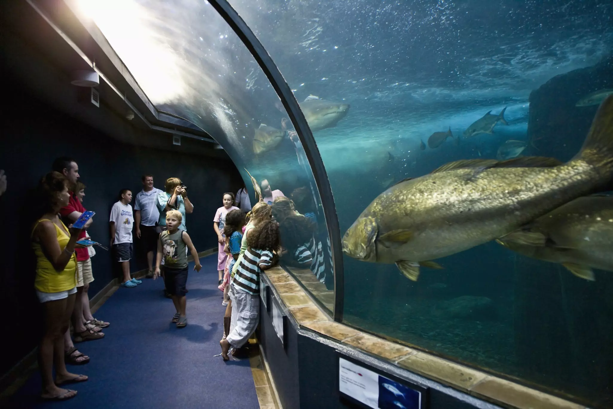 Children can see a wide range of marine life at the Two Oceans Aquarium © Atlantide Phototravel / Getty Images