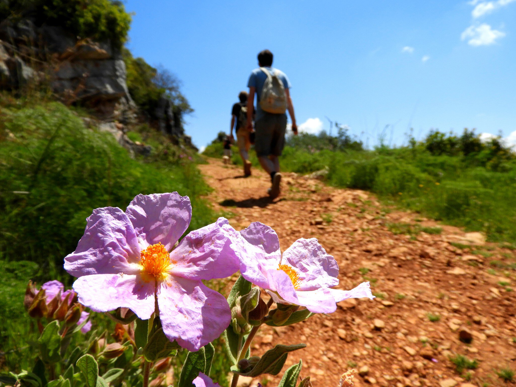 Pink wildflowers are seen in the foreground along a hiking trail in a hilly landscape. Two walkers on the trail are pictured from behind.