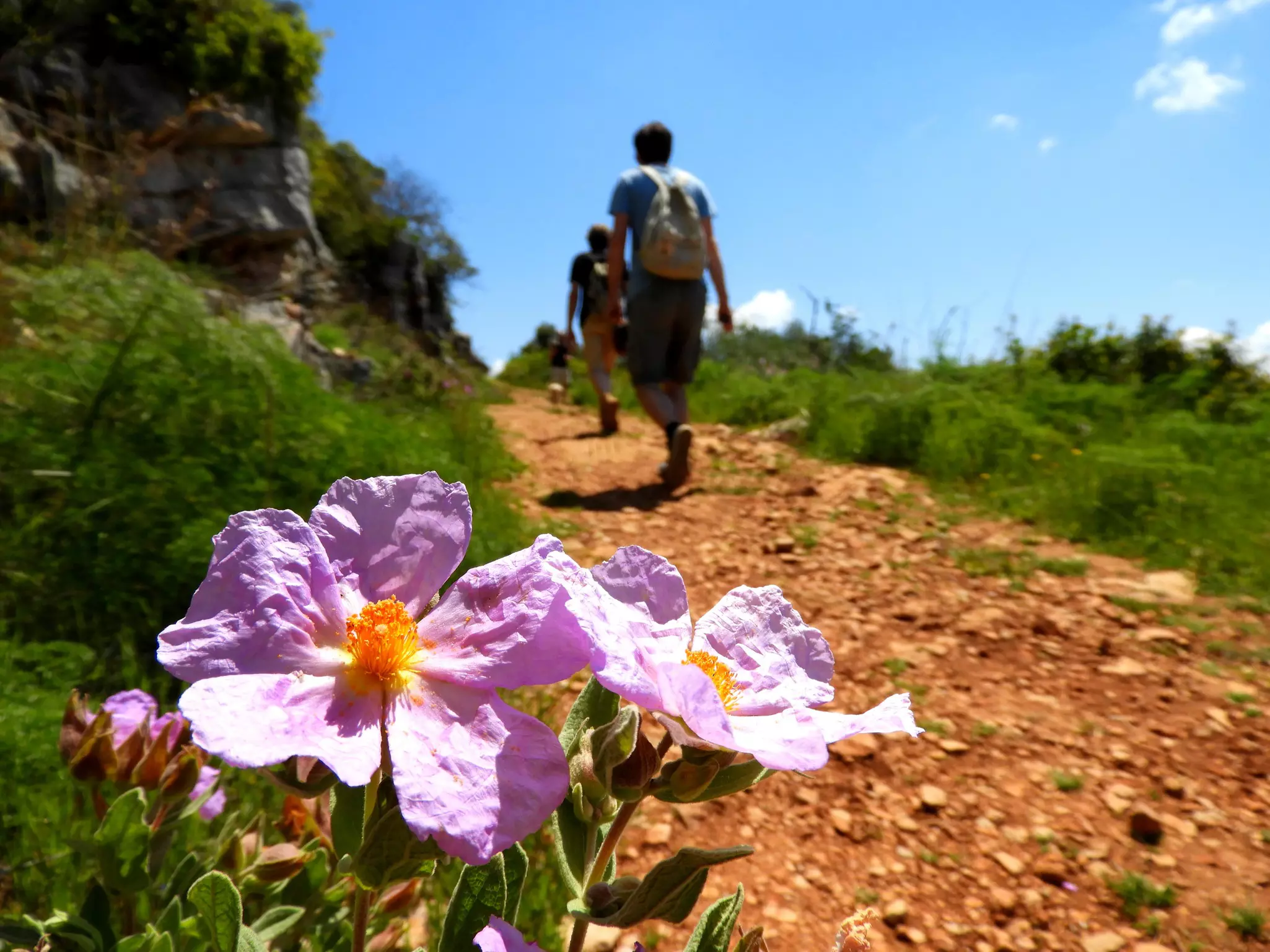 Two people follow a stoney path lined with foliage including a large pink-purple flower in bloom