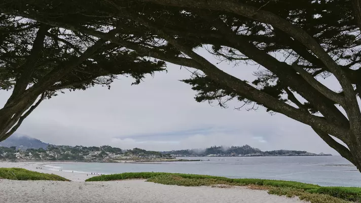 Trees frame a view of the ocean with a quaint town and rolling tree-covered hills in the background