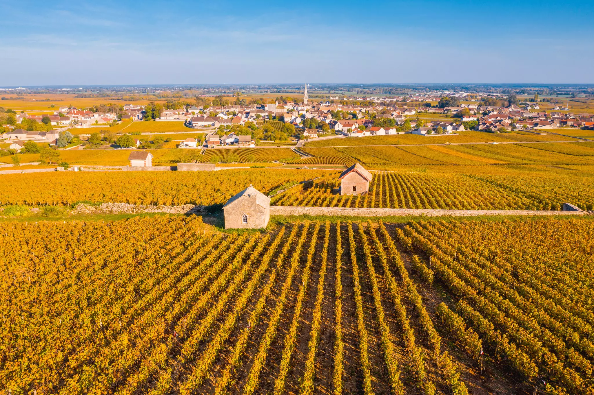 Rows of yellow-colored vineyards in autumn with a village and church in the background