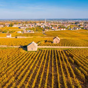 Sunshine over a series of vineyards with a village in the distance. Neat rows of vines glow golden in the sun.