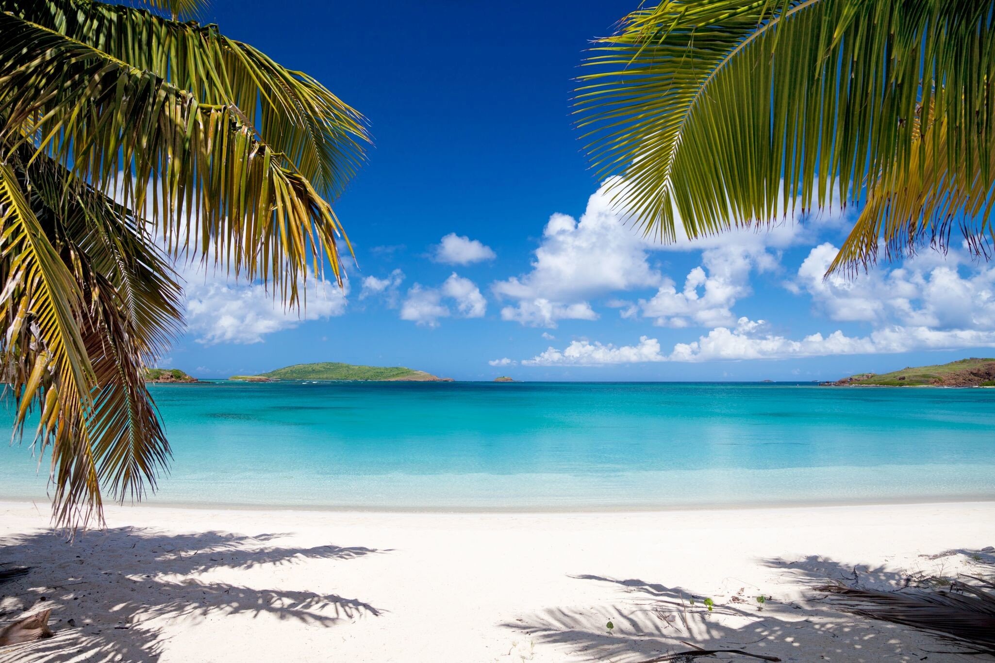 Palm trees along Playa Tortuga on Isla Culebrita, Puerto Rico. 