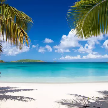 Palm trees along Playa Tortuga on Isla Culebrita, Puerto Rico. 