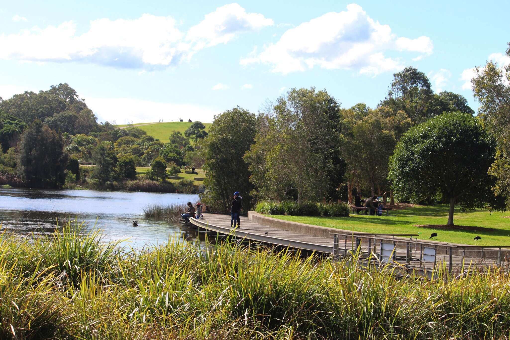 Wetlands at Sydney Park. Water is reused to top up the wetlands and irrigate the 44 hectare park and supply the neighbouring Council depot. Sydney, Australia. 