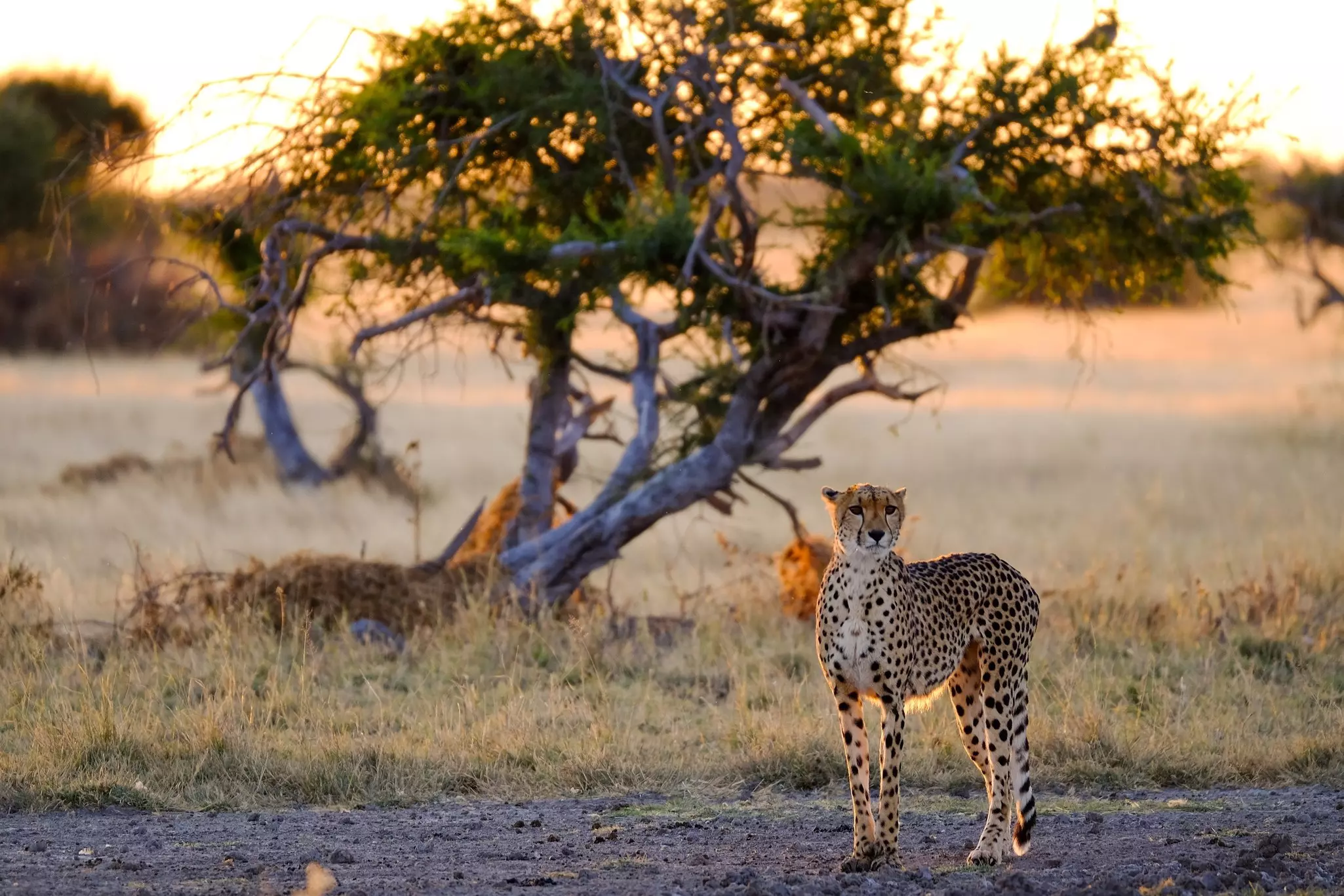 Female cheetah in a desert at sunset