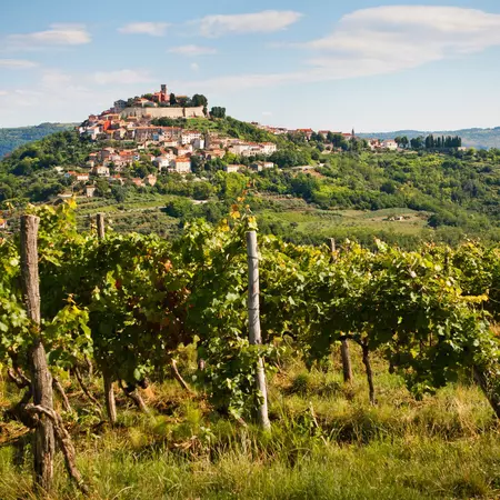A vineyard with the hilltop village of Motovun in the background.