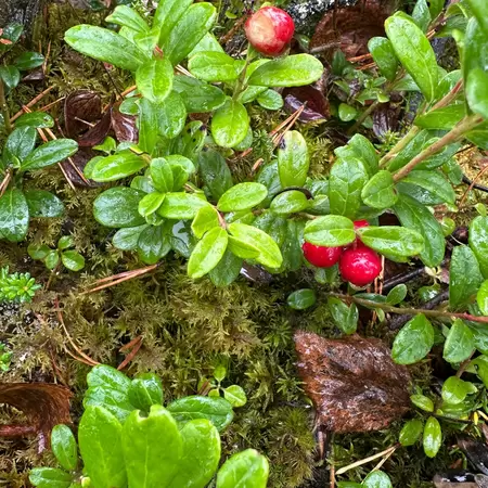 Red lingonberries in the undergrowth in Finnish Lapland. 