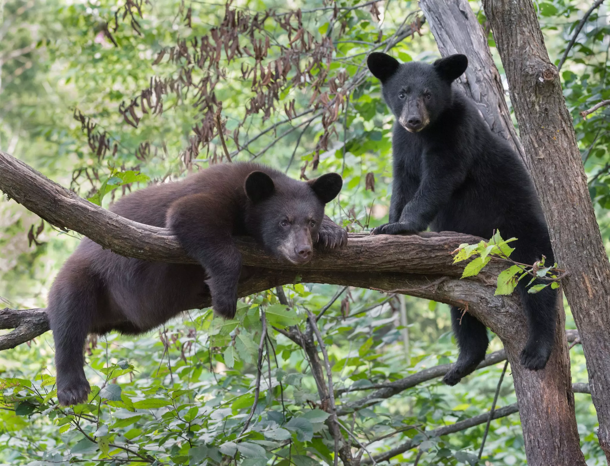 Look out for black bears in the wild, but never approach them © PhotosbyAndy / Shutterstock