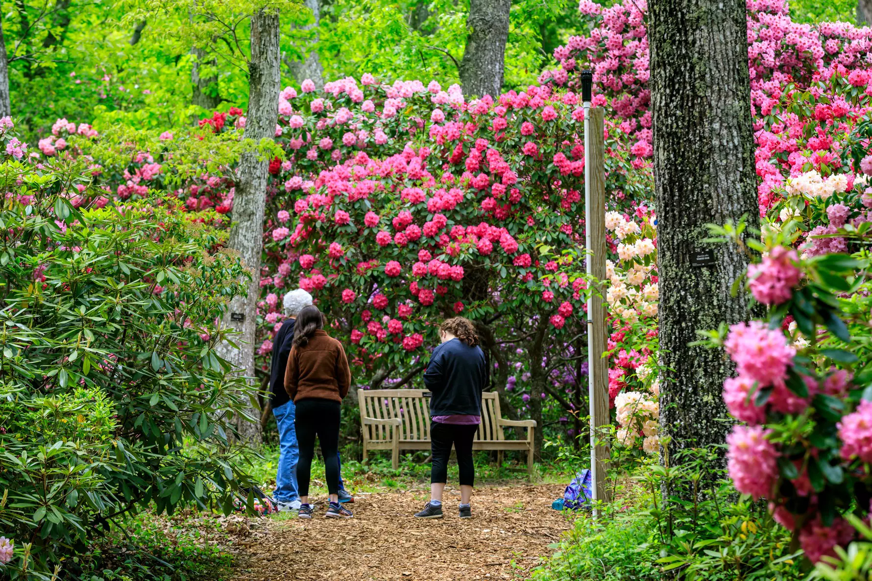 People walk through a lush garden of rhodedendrons.