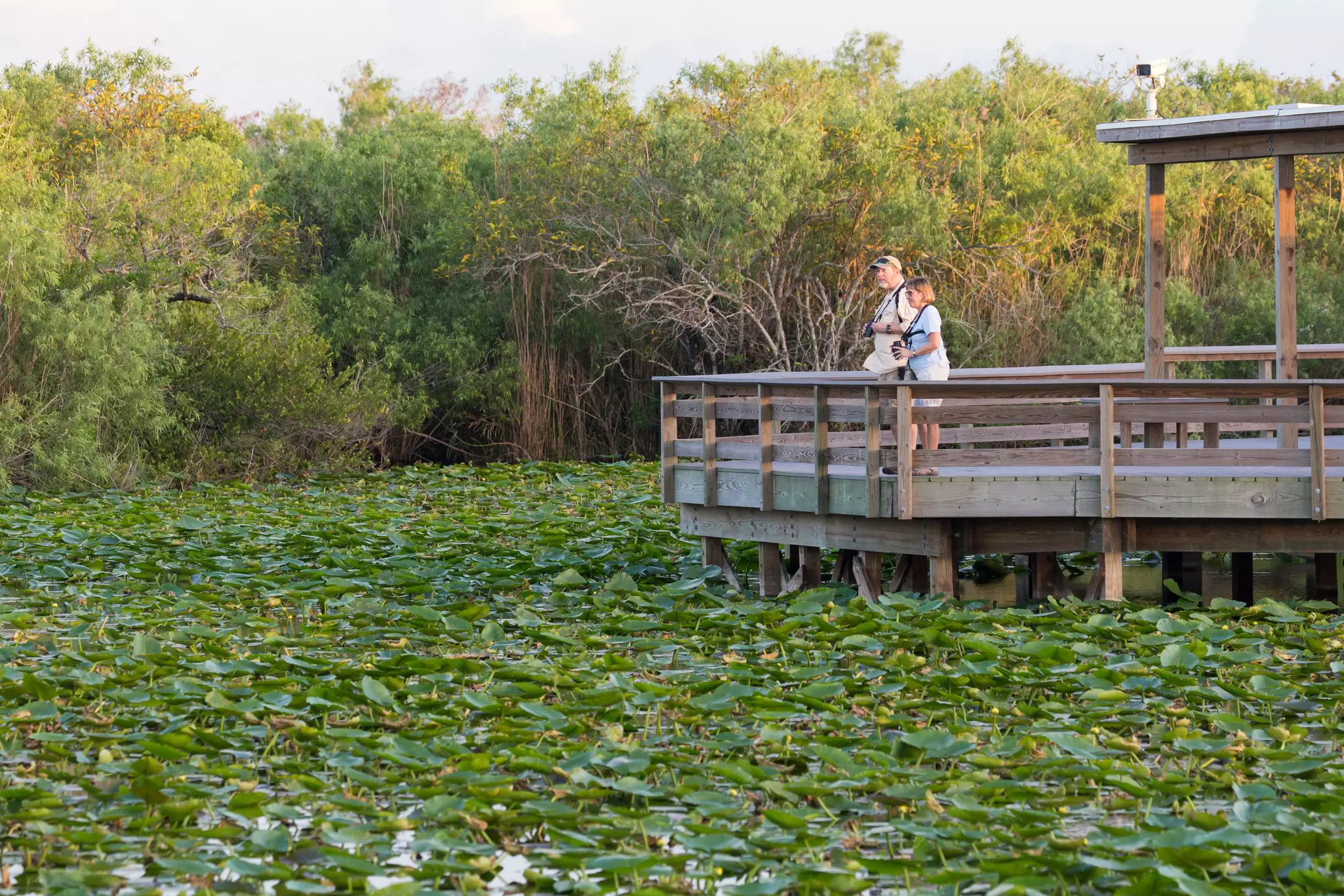 Two people stand on a wooden catwalk overlooking a swamp with heavy lily pads and other aquatic vegetation.