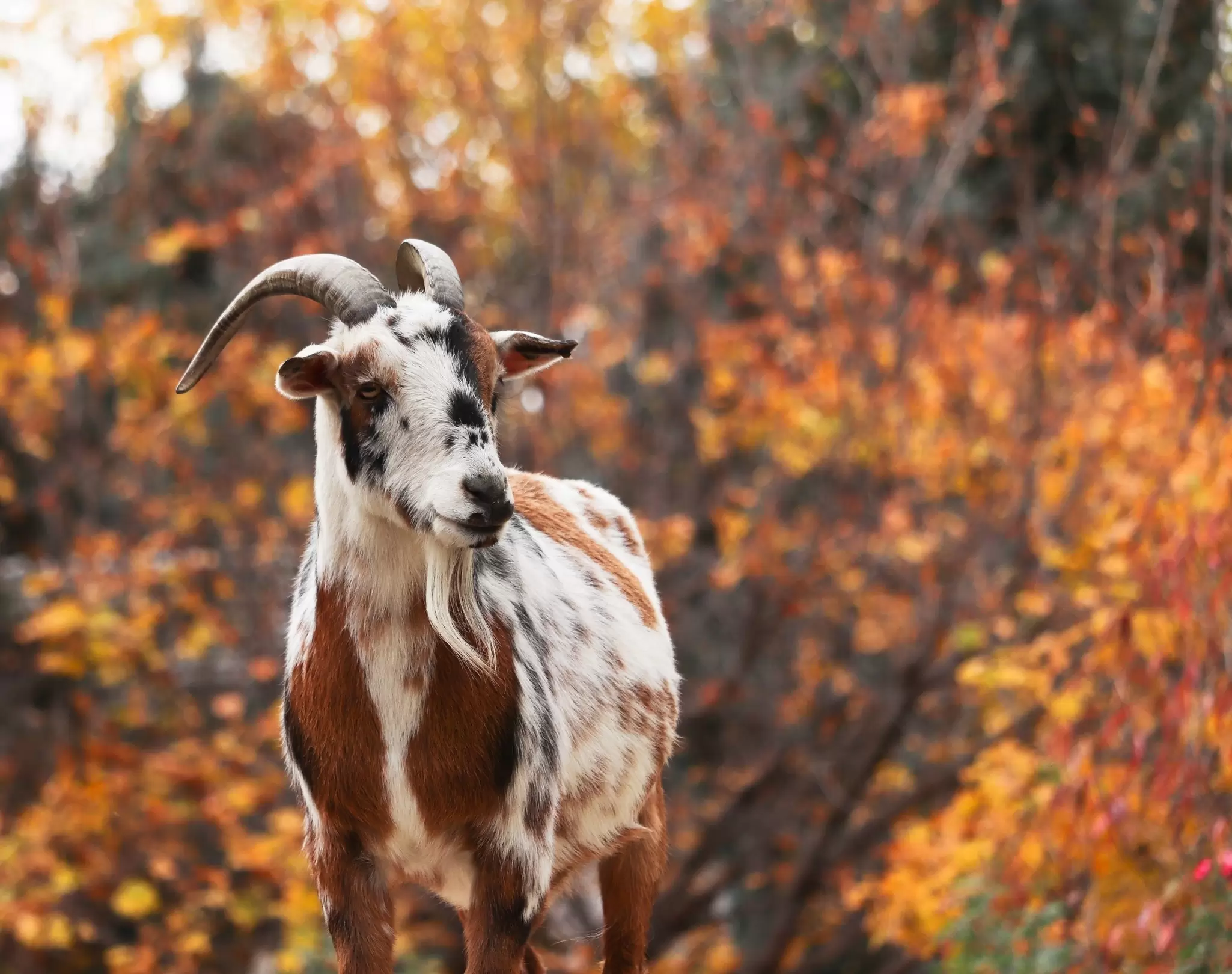 A horned goat at ZooMontana, Billings, Montana surrounded by red and gold autumn foliage.