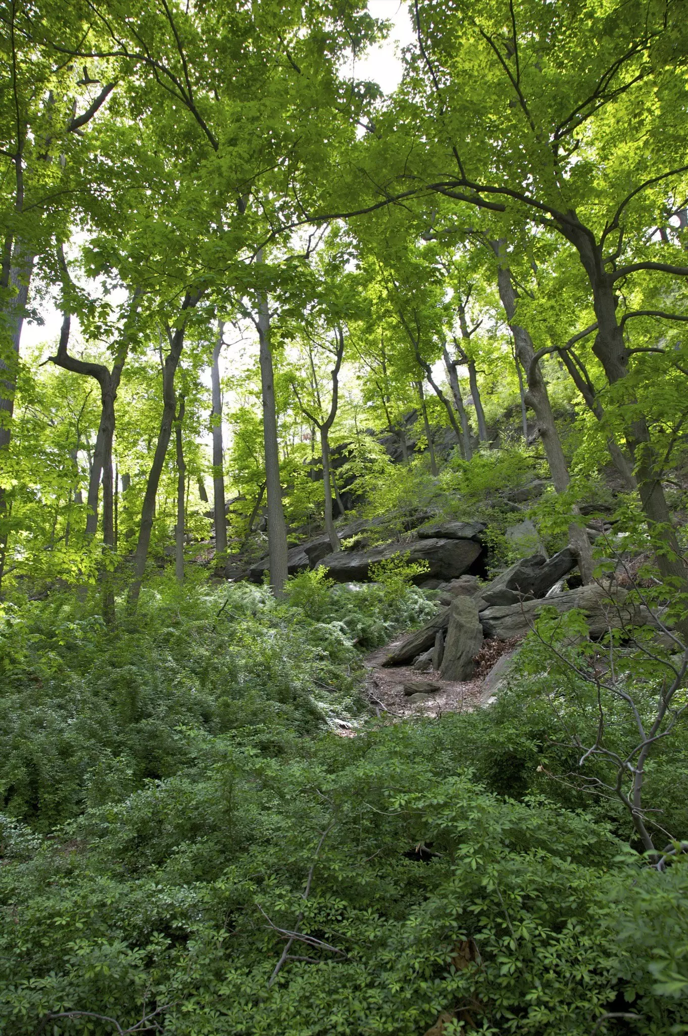 Dense woodland covers a steep rocky hillside.