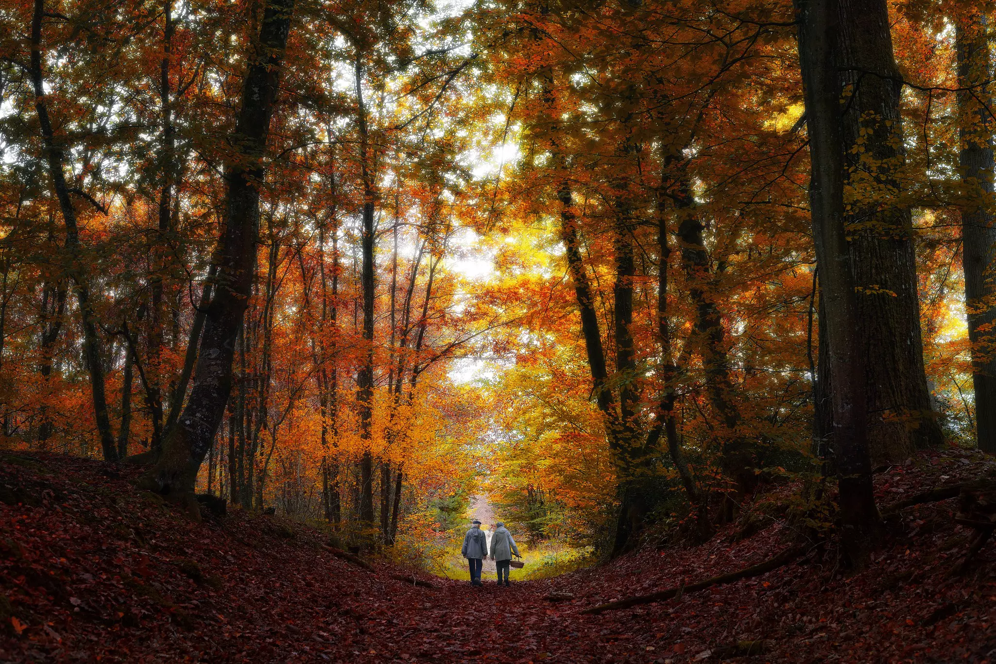 An elderly couple walk down a forest path during autumn.