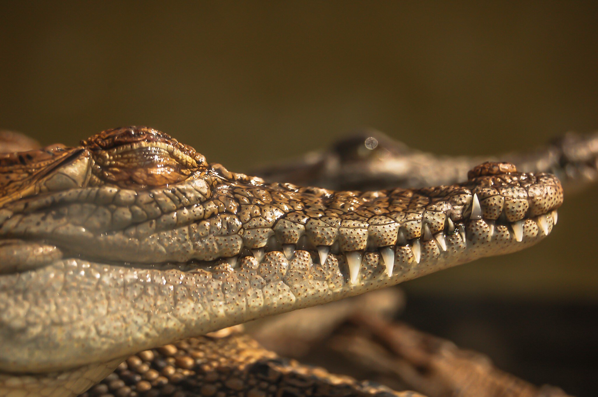 GettyImages-509472965.jpg
juvenile crocodile