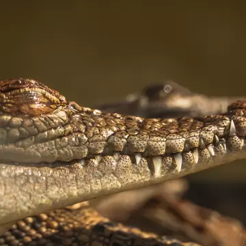 GettyImages-509472965.jpg
juvenile crocodile