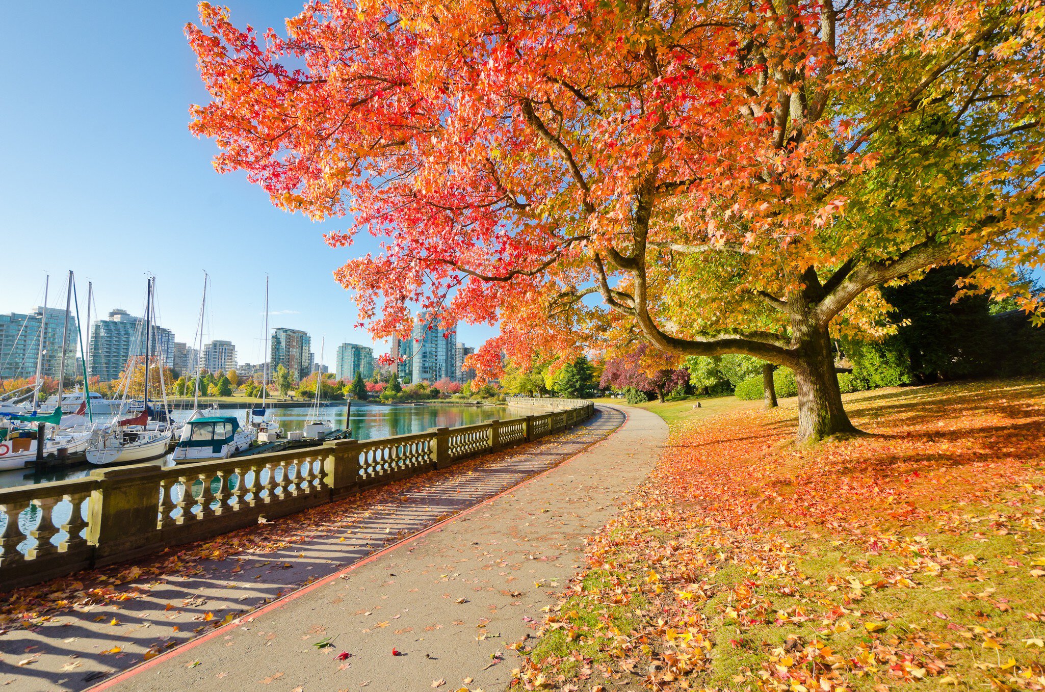 Autumn colors along the seaside walk in Stanley Park, Vancouver, Canada