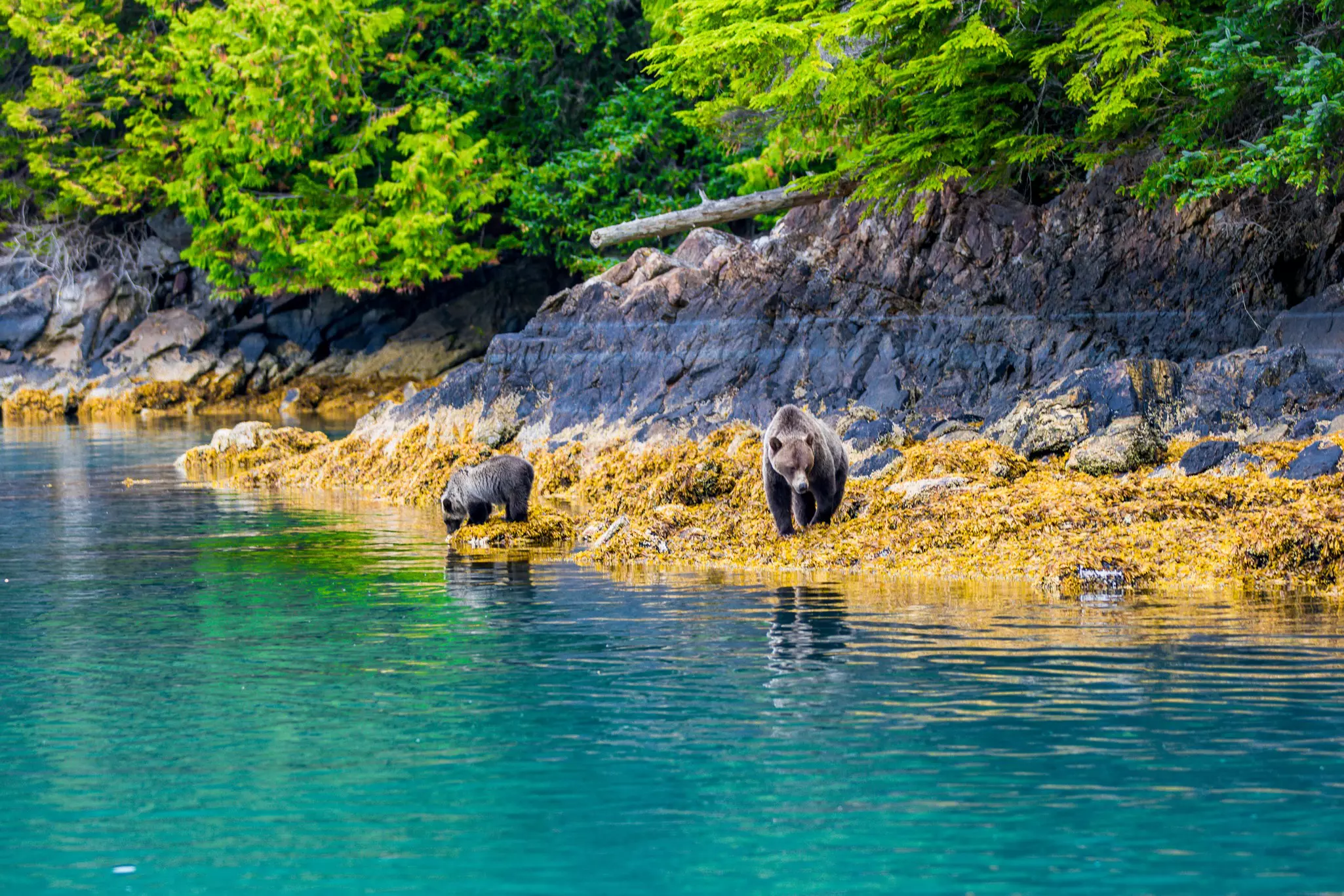 Grizzly bears stand on the moss-covered bank overlooking bright blue water on an overcast day.
