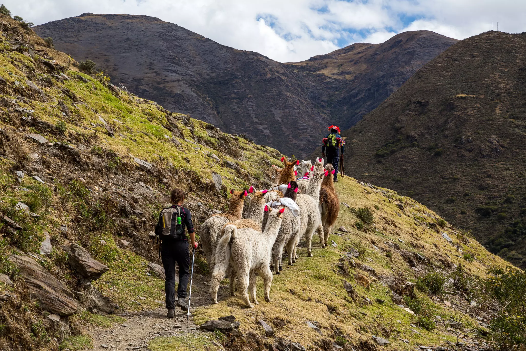 On the Lares trek you will meet more alpaca herders than tourists © bchyla / Shutterstock