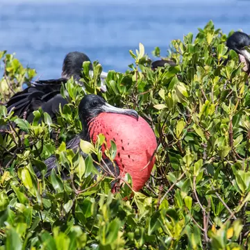 The male frigate with red throat pouch, which it inflates as part of its courtship behaviour, Antigua, Antigua and Barbuda, Leeward Islands, West Indies, Caribbean, Central America