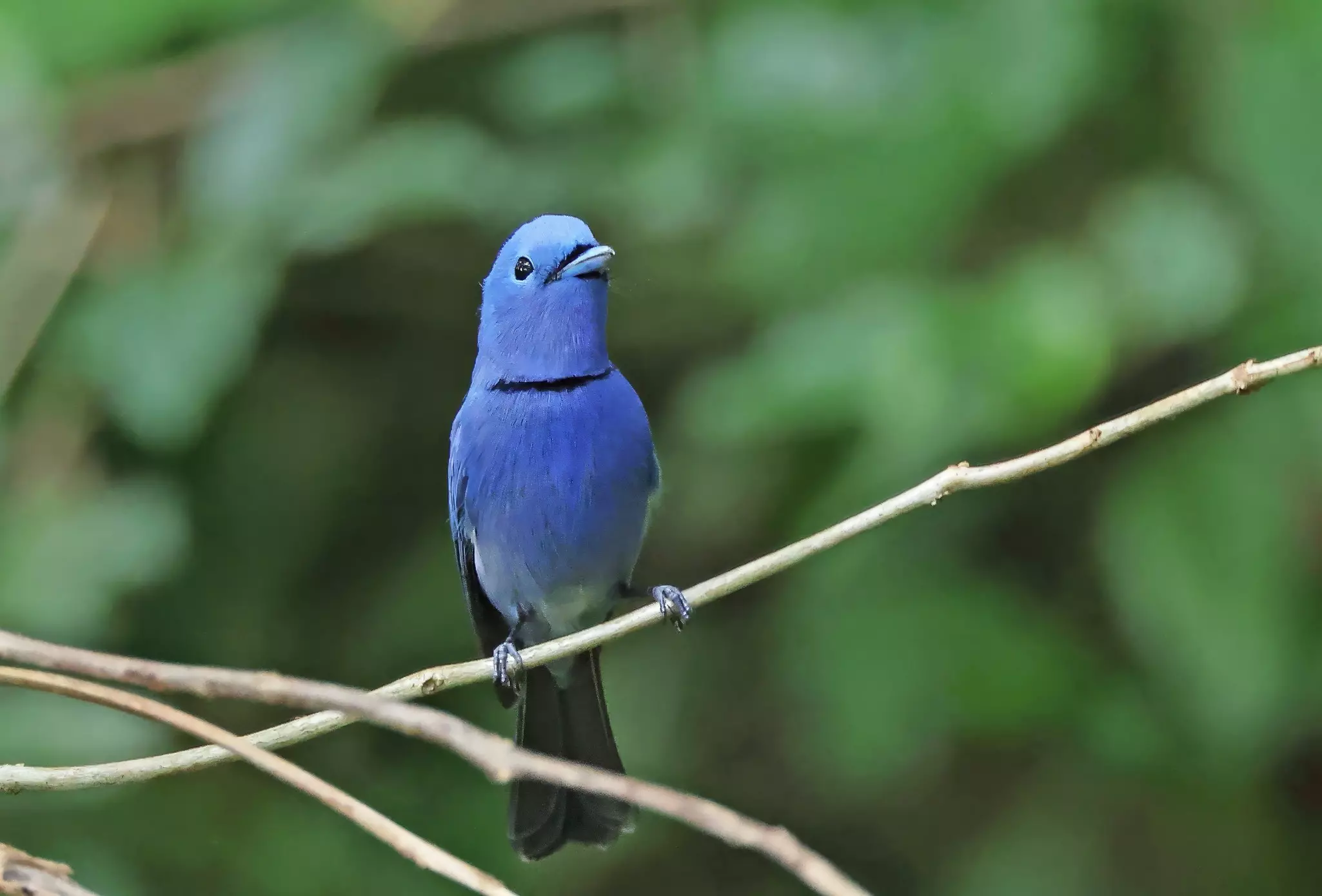 A black-naped monarch, one of the colorful birds of the Andaman Islands.