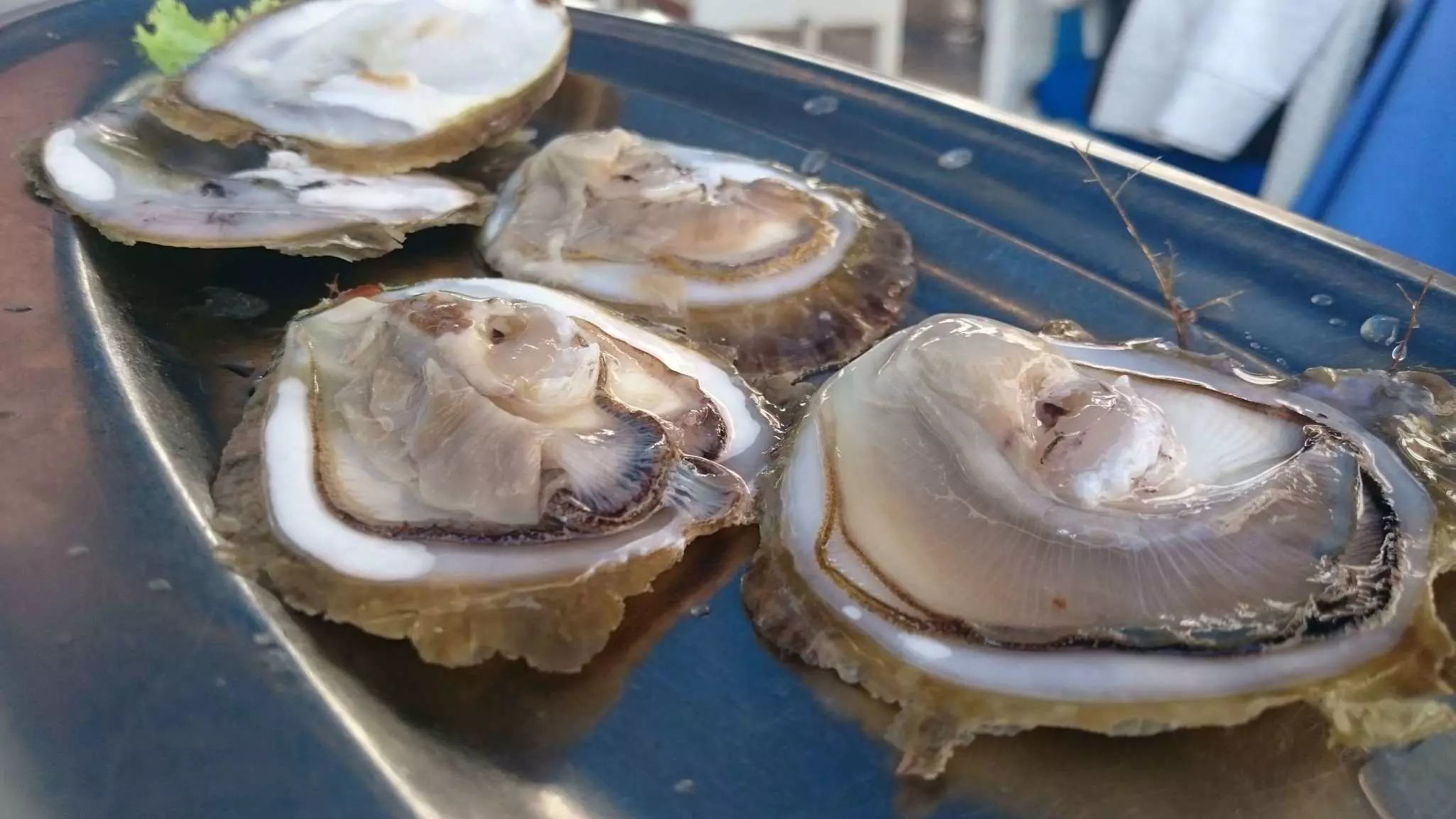 Ston oysters in Kamenice